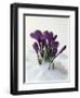 Crocus in the Snow-Nancy Rotenberg-Framed Photographic Print