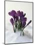 Crocus in the Snow-Nancy Rotenberg-Mounted Photographic Print