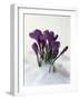 Crocus in the Snow-Nancy Rotenberg-Framed Photographic Print