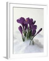 Crocus in the Snow-Nancy Rotenberg-Framed Photographic Print