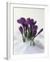 Crocus in the Snow-Nancy Rotenberg-Framed Photographic Print