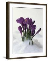 Crocus in the Snow-Nancy Rotenberg-Framed Photographic Print