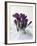 Crocus in the Snow-Nancy Rotenberg-Framed Photographic Print