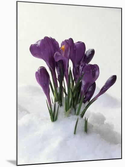 Crocus in the Snow-Nancy Rotenberg-Mounted Photographic Print