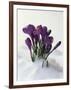 Crocus in the Snow-Nancy Rotenberg-Framed Photographic Print