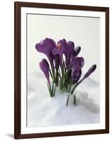 Crocus in the Snow-Nancy Rotenberg-Framed Photographic Print