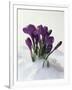 Crocus in the Snow-Nancy Rotenberg-Framed Photographic Print