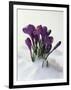 Crocus in the Snow-Nancy Rotenberg-Framed Photographic Print