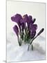 Crocus in the Snow-Nancy Rotenberg-Mounted Photographic Print