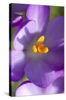 Crocus Macro Photograph of Flower-null-Stretched Canvas