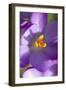 Crocus Macro Photograph of Flower-null-Framed Photographic Print