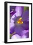 Crocus Macro Photograph of Flower-null-Framed Photographic Print