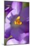 Crocus Macro Photograph of Flower-null-Mounted Photographic Print