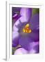 Crocus Macro Photograph of Flower-null-Framed Photographic Print