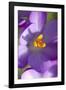 Crocus Macro Photograph of Flower-null-Framed Photographic Print