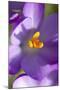 Crocus Macro Photograph of Flower-null-Mounted Photographic Print