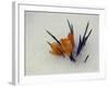 Crocus Peak Through the Icy Snow in Raleigh, N.C.-null-Framed Photographic Print