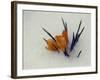 Crocus Peak Through the Icy Snow in Raleigh, N.C.-null-Framed Photographic Print