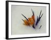 Crocus Peak Through the Icy Snow in Raleigh, N.C.-null-Framed Photographic Print