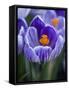 Crocus Pickwick Flower-Clive Nichols-Framed Stretched Canvas