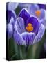 Crocus Pickwick Flower-Clive Nichols-Stretched Canvas