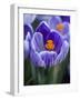 Crocus Pickwick Flower-Clive Nichols-Framed Photographic Print