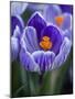 Crocus Pickwick Flower-Clive Nichols-Mounted Photographic Print