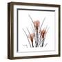 Crocus Portrait-Albert Koetsier-Framed Art Print