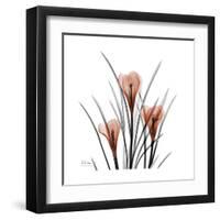 Crocus Portrait-Albert Koetsier-Framed Art Print