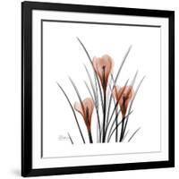 Crocus Portrait-Albert Koetsier-Framed Art Print