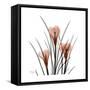 Crocus Portrait-Albert Koetsier-Framed Stretched Canvas