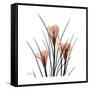 Crocus Portrait-Albert Koetsier-Framed Stretched Canvas