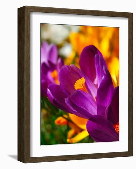 Crocus, Reading, Massachusetts, USA-Lisa S. Engelbrecht-Framed Photographic Print