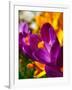 Crocus, Reading, Massachusetts, USA-Lisa S. Engelbrecht-Framed Photographic Print