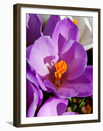 Crocus, Reading, Massachusetts-Lisa S. Engelbrecht-Framed Premium Photographic Print