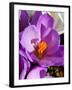 Crocus, Reading, Massachusetts-Lisa S. Engelbrecht-Framed Premium Photographic Print