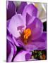 Crocus, Reading, Massachusetts-Lisa S. Engelbrecht-Mounted Premium Photographic Print