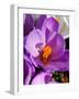 Crocus, Reading, Massachusetts-Lisa S. Engelbrecht-Framed Photographic Print