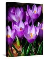 Crocus, Reading, Massachusetts-Lisa S. Engelbrecht-Stretched Canvas