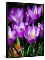 Crocus, Reading, Massachusetts-Lisa S. Engelbrecht-Framed Stretched Canvas