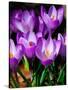 Crocus, Reading, Massachusetts-Lisa S. Engelbrecht-Stretched Canvas