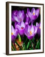 Crocus, Reading, Massachusetts-Lisa S. Engelbrecht-Framed Premium Photographic Print