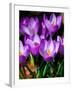 Crocus, Reading, Massachusetts-Lisa S. Engelbrecht-Framed Premium Photographic Print