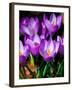 Crocus, Reading, Massachusetts-Lisa S. Engelbrecht-Framed Premium Photographic Print