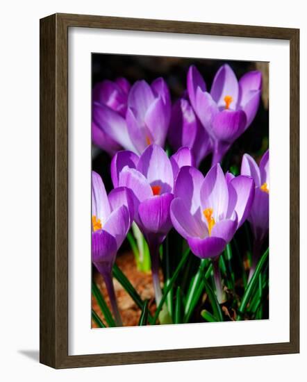 Crocus, Reading, Massachusetts-Lisa S. Engelbrecht-Framed Photographic Print