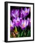 Crocus, Reading, Massachusetts-Lisa S. Engelbrecht-Framed Photographic Print