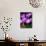 Crocus, Reading, Massachusetts-Lisa S. Engelbrecht-Photographic Print displayed on a wall