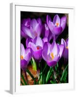 Crocus, Reading, Massachusetts-Lisa S. Engelbrecht-Framed Photographic Print