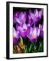 Crocus, Reading, Massachusetts-Lisa S. Engelbrecht-Framed Photographic Print