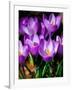 Crocus, Reading, Massachusetts-Lisa S. Engelbrecht-Framed Photographic Print